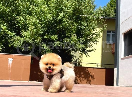 Irk Ve Saglık Garantılı Pomeranıan Boo
