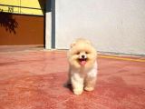 Irk Ve Saglık Garantılı Pomeranıan Boo