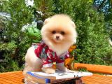 Mini Boy Pomeranian Boo Yavrularımız