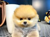 Mini Boy Pomeranian Boo Yavrularımız