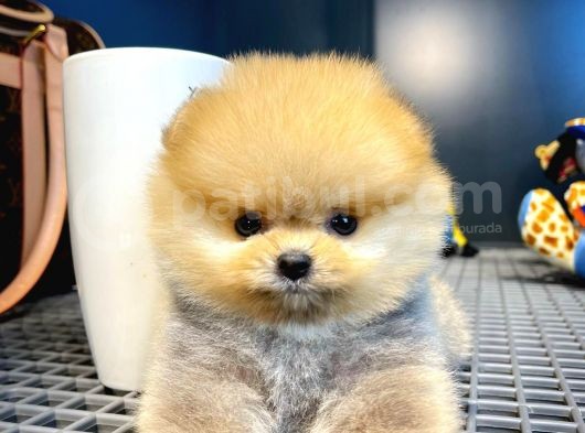 Mini Boy Pomeranian Boo Yavrularımız görsel