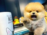 Mini Boy Pomeranian Boo Yavrularımız