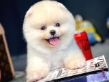 Çocuklarla İyi Anlaşabilen Irk Pomeranian Boo