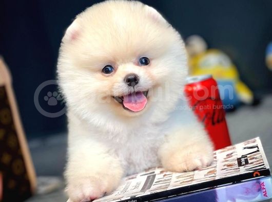Çocuklarla İyi Anlaşabilen Irk Pomeranian Boo