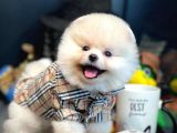 Çocuklarla İyi Anlaşabilen Irk Pomeranian Boo