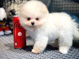 Çocuklarla İyi Anlaşabilen Irk Pomeranian Boo