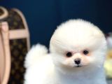Teddy Bear Face Pomeranian Boo Yavrularımız
