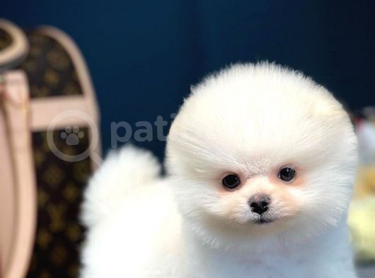 Teddy Bear Face Pomeranian Boo Yavrularımız görsel