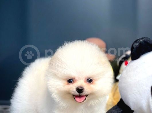 Teddy Bear Face Pomeranian Boo Yavrularımız görsel