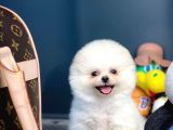 Teddy Bear Face Pomeranian Boo Yavrularımız