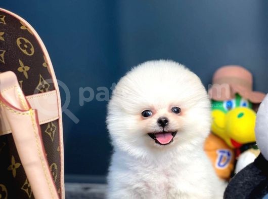 Teddy Bear Face Pomeranian Boo Yavrularımız