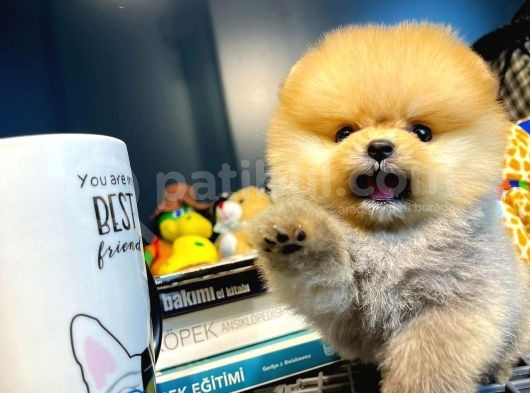 Yavru Patiler Güvencesi Ile Yeni Gelen Tedybear Pomeranian Yavrularımız görsel