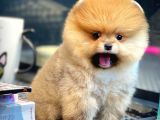 Yavru Patiler Güvencesi ile Yeni Gelen Tedybear Pomeranian Yavrularımız