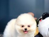 Yavru Patiler Güvencesi Ile Yeni Gelen Tedybear Pomeranian