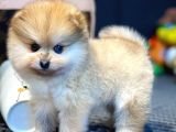 Yavru Patiler Güvencesi Ile Yeni Gelen Tedybear Pomeranian