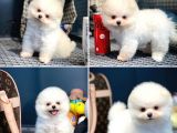Yavru Patiler Güvencesi Ile Yeni Gelen Tedybear Pomeranian
