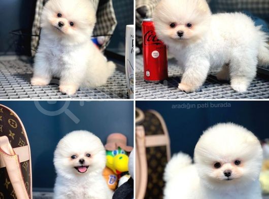 Yavru Patiler Güvencesi Ile Yeni Gelen Tedybear Pomeranian görsel