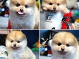 Yavru Patiler Güvencesi Ile Yeni Gelen Tedybear Pomeranian