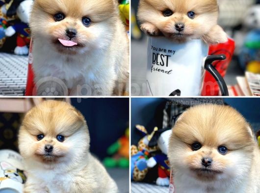 Yavru Patiler Güvencesi Ile Yeni Gelen Tedybear Pomeranian görsel