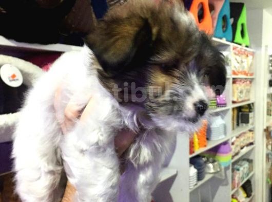 Terrier Dişi görsel