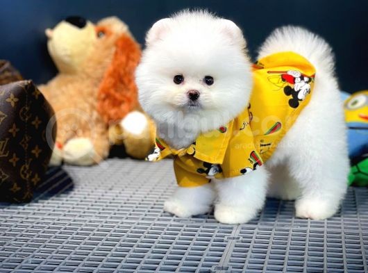 Yavru Patiler Güvencesi Ile Yeni Gelen Tedybear Pomeranian görsel