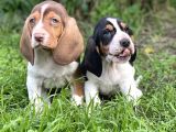 Orjinal Basset Hound Yavrular Nadir Renk