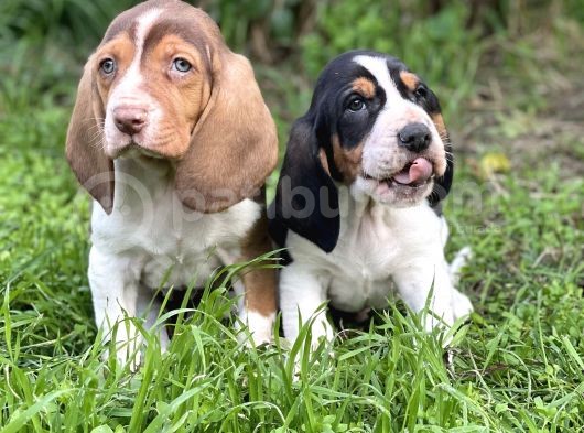 Orjinal Basset Hound Yavrular Nadir Renk görsel