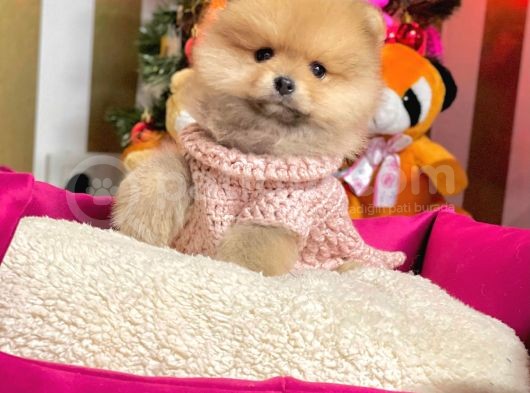 Ayıcık Surat Sevimli Boo Pomeranian Yavrular görsel