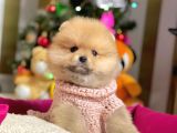 Ayıcık Surat Sevimli Boo Pomeranian Yavrular