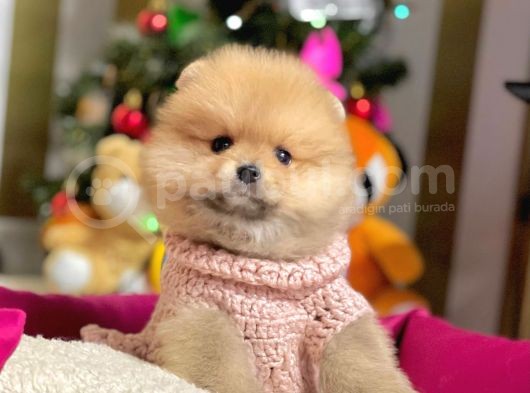 Ayıcık Surat Sevimli Boo Pomeranian Yavrular görsel