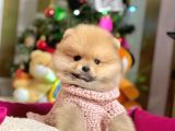 Ayıcık Surat Sevimli Boo Pomeranian Yavrular