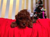 Red Brown Toy Poodle Yavrular