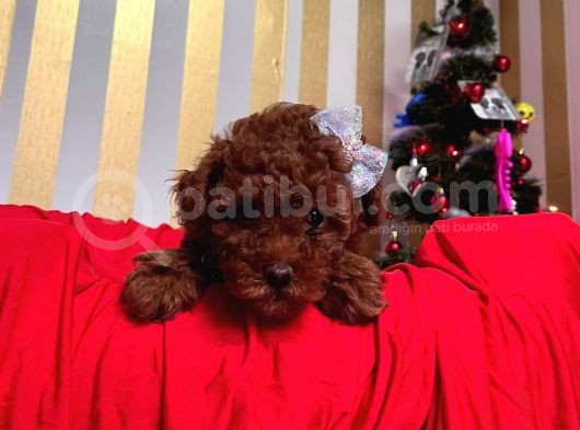 Red Brown Toy Poodle Yavrular