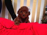 Red Brown Toy Poodle Yavrular