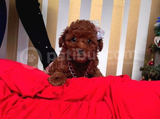 Red Brown Toy Poodle Yavrular görsel