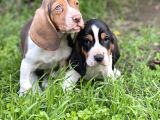 Orjinal Basset Hound Yavrular Nadir Renk