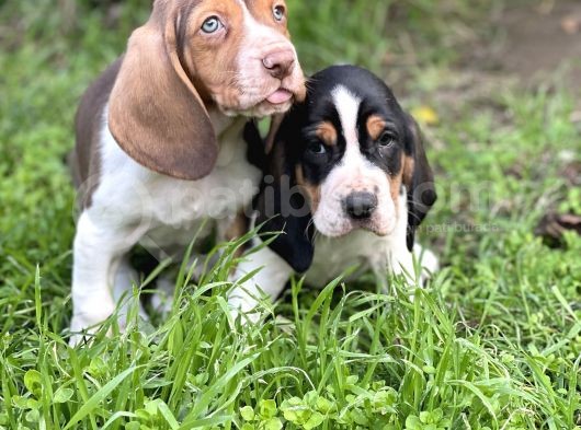 Orjinal Basset Hound Yavrular Nadir Renk görsel