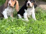 Orjinal Basset Hound Yavrular Nadir Renk