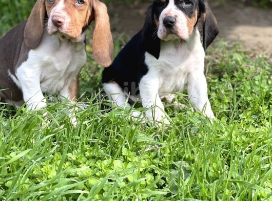Orjinal Basset Hound Yavrular Nadir Renk