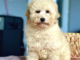 Bebek Surat Toy Poodle Yavrularimiz