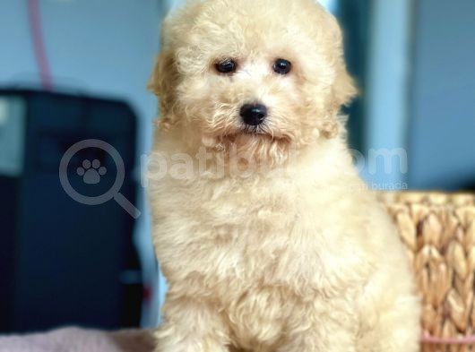 Bebek Surat Toy Poodle Yavrularimiz