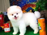 Yavru Patiler Güvencesi Ile Yeni Gelen Tedybear Pomeranian Yavrularımız