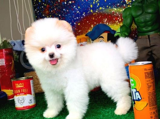 Yavru Patiler Güvencesi Ile Yeni Gelen Tedybear Pomeranian Yavrularımız görsel