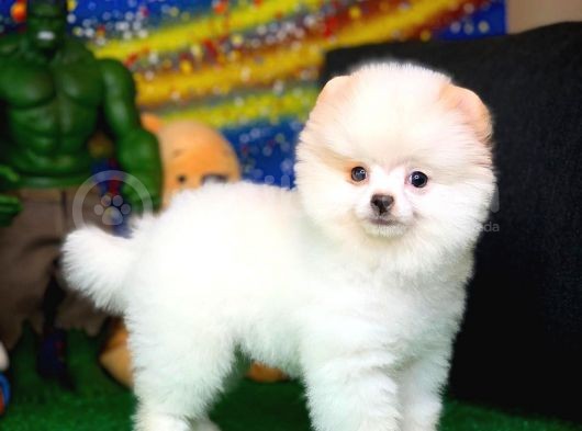 Yavru Patiler Güvencesi Ile Yeni Gelen Tedybear Pomeranian Yavrularımız görsel