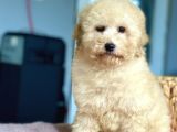 Bebek Surat Toy Poodle Yavrularimiz