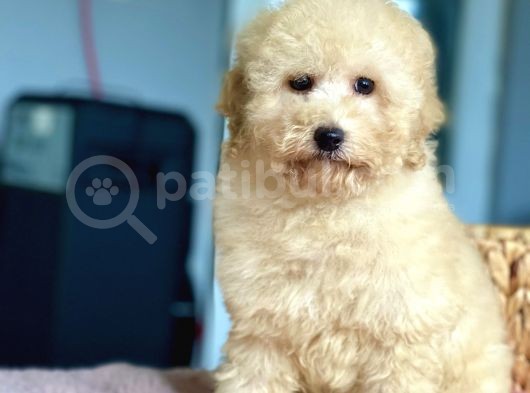 Bebek Surat Toy Poodle Yavrularimiz görsel