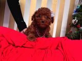 Red Brown Toy Poodle Yavrular