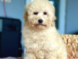 Bebek Surat Toy Poodle Yavrularimiz