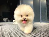 Yavru Patiler Güvencesiyle Pomeranian Boo Yavrularımız
