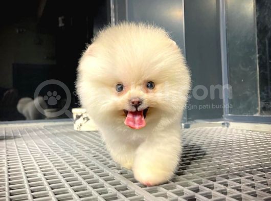 Yavru Patiler Güvencesiyle Pomeranian Boo Yavrularımız görsel